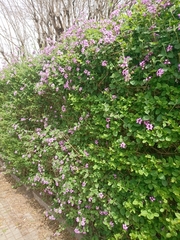 Lantana megapotamica