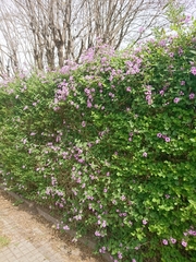 Lantana megapotamica