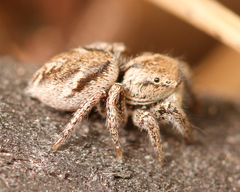 Habronattus festus