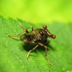 Sphyracephala brevicornis