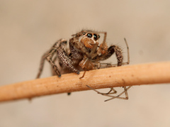 Habronattus festus