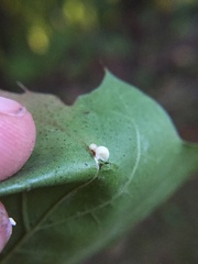 Zopheroteras hubbardi