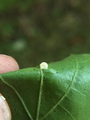 Zopheroteras hubbardi