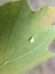 Zopheroteras hubbardi