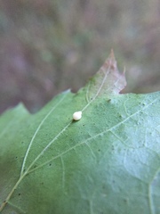 Zopheroteras hubbardi