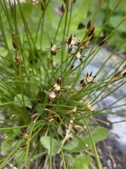 Juncus parryi