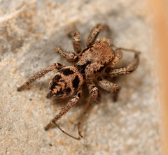 Habronattus festus