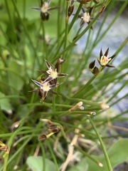 Juncus parryi