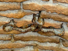 Trimorphodon paucimaculatus