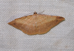 Pseudonadagara semicolor