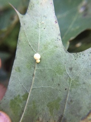 Zopheroteras hubbardi