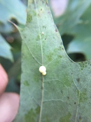 Zopheroteras hubbardi