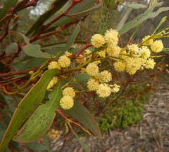 Acacia pycnantha