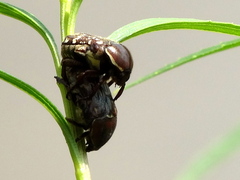 Euphoria leucographa