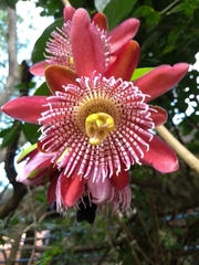 Passiflora alata