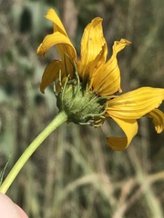 Helianthus salicifolius