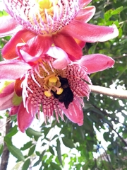 Passiflora alata