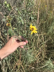 Helianthus salicifolius