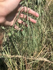 Helianthus salicifolius