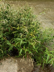 Persicaria hydropiperoides