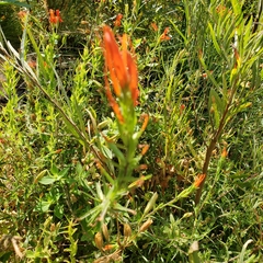 Castilleja minor