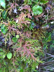 Selaginella labordei
