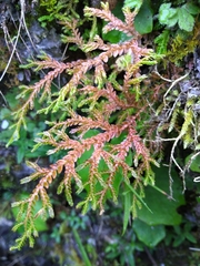 Selaginella labordei
