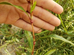 Persicaria hydropiperoides