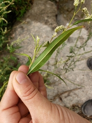 Persicaria hydropiperoides