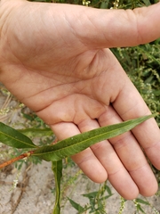 Persicaria hydropiperoides