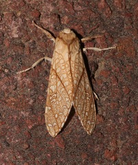 Lophocampa mixta