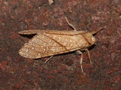 Lophocampa mixta