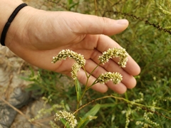 Persicaria hydropiperoides
