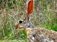 Lepus alleni