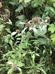 Pycnanthemum albescens