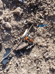 Pseudomethoca propinqua