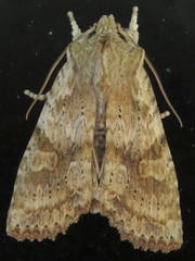 Lithophane bethunei