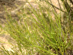 Senna aphylla