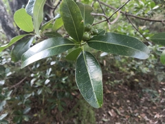 Acronychia imperforata