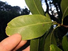 Acronychia imperforata