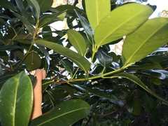 Acronychia imperforata