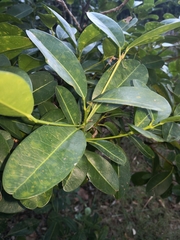 Acronychia imperforata