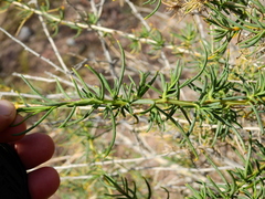 Senecio subulatus erectus