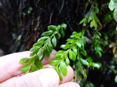 Tmesipteris lanceolata