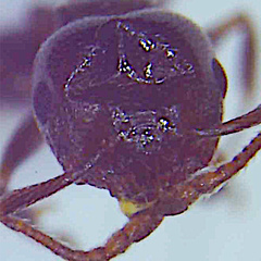 Crematogaster lineolata