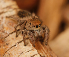 Habronattus festus