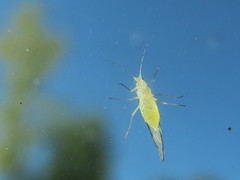 Eucallipterus tiliae