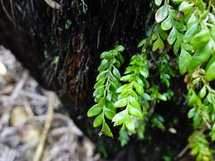Tmesipteris lanceolata