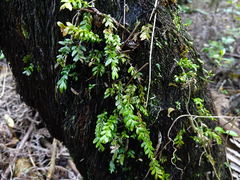 Tmesipteris lanceolata
