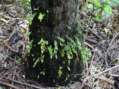 Tmesipteris lanceolata
